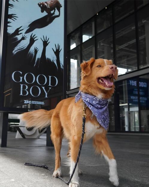 Indy, el perrito protagonista de Good Boy (2025). Foto: Instagram @goodboy.film