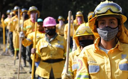 Reportan crecimiento de fauna silvestre de venados y aves en CDMX por confinamiento