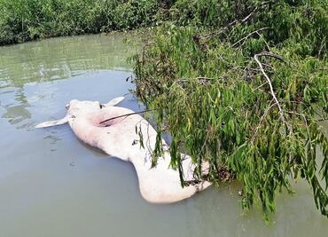 Ríos y lagunas de Tabasco, cementerio de manatíes