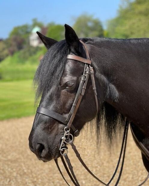 Estos son los exóticos animales que el rey Carlos III heredó de la reina Isabel