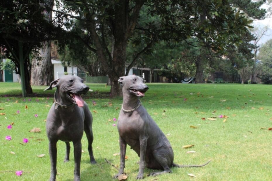 Lo que debes saber del Museo Dolores Olmedo y sus xoloitzcuintles