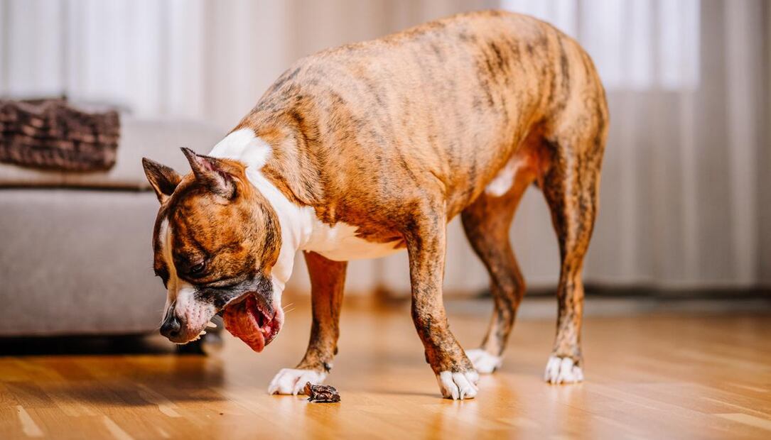 El vómito amarillo en los perros, aunque común, no debe ignorarse. Fuente: Freepik.