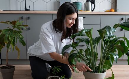 Conoce las plantas tóxicas que debes evitar tener en casa