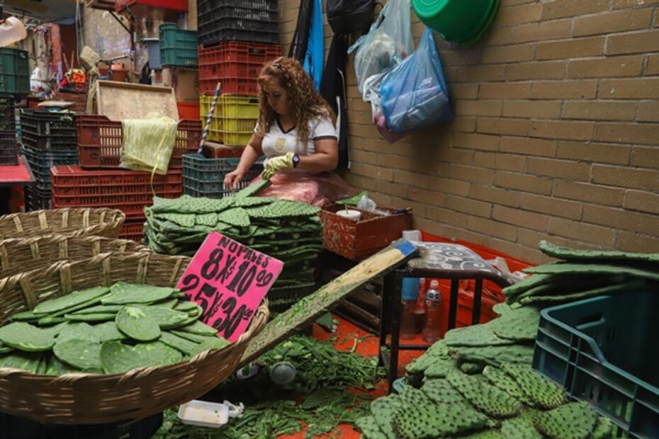 Los nopales más tiernos y recién cosechados.