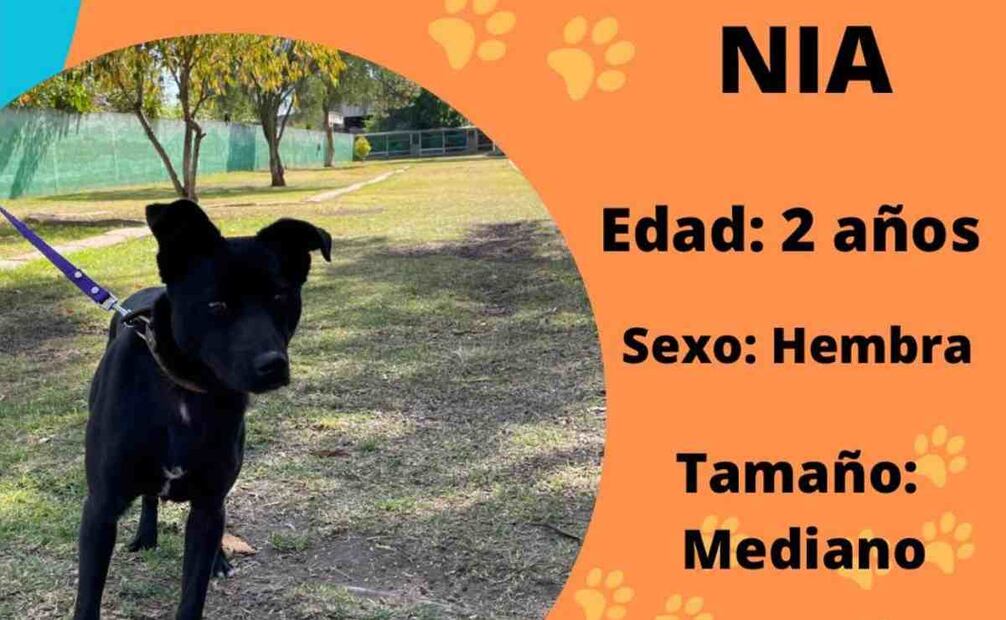 Disponible para adoptarla en el Centro de Transferencia Canina. Foto: Especial