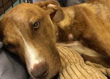A un mes de “Dorian”, hallan vivo a un perro bajo escombros de un edificio en Bahamas