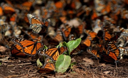 Monarch butterfly swarms