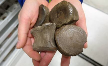 Descubren fósil de dinosaurio herbívoro en Alaska