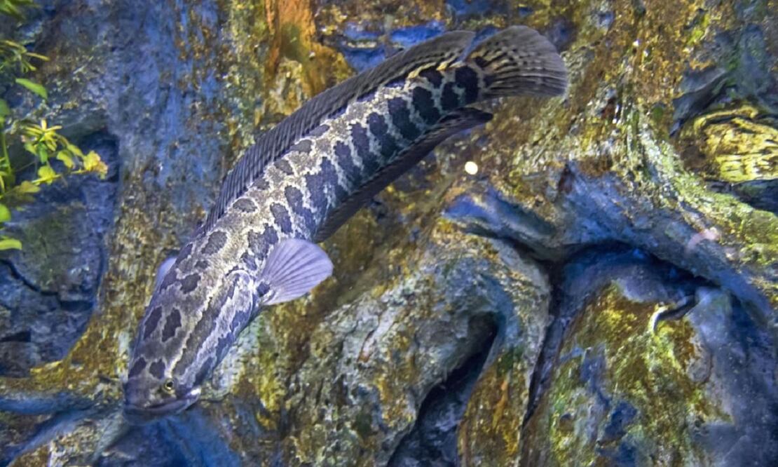 El pez cabeza de serpiente es un depredador voraz de fauna acuática y terrestre. FOTO: ESPECIAL