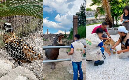 Profepa decomisa un tigre de Bengala, un hipopótamo y un faisán dorado en Hidalgo; predio no cuenta con autorización para manejo de vida silvestre