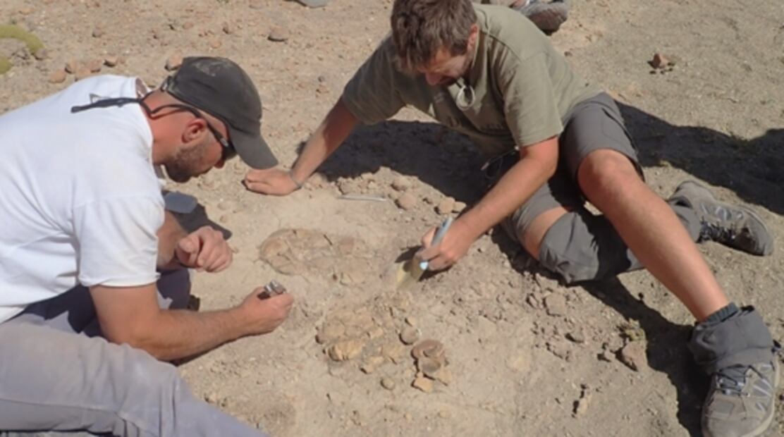 Descubren que el Mussaurus, especie primitiva de dinosaurio, se relacionaba socialmente 