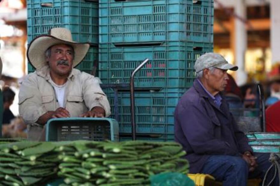 Frenan innovación de nopal