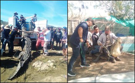 Capturan cocodrilo de más de 3 metro en zona del río Grijalva en Chiapas