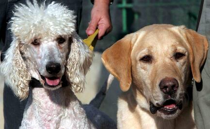 Detectan primer caso de perro contagiado con variante británica del Covid-19 en España