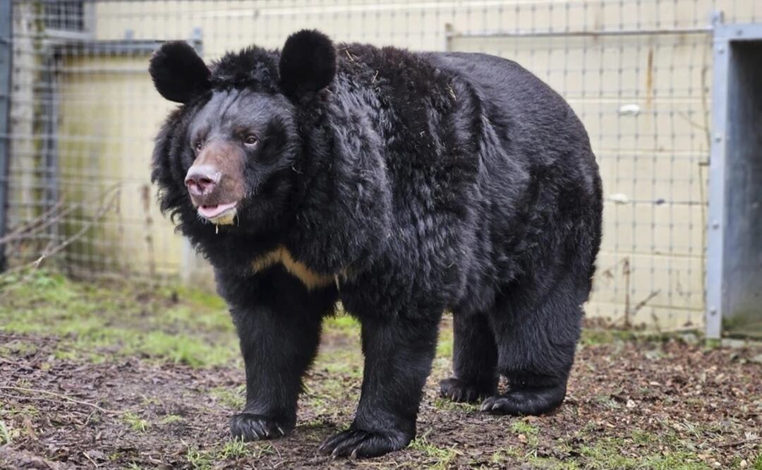 Una familia desarrolló triquinosis tras consumir carne poco cocida de oso negro en Dakota del Sur. FOTO: ESPECIAL