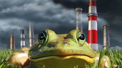 "Efecto de la rana hervida", ¿por qué perdemos interés por el cambio climático?