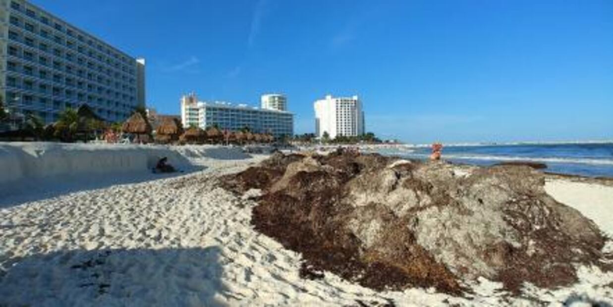 Alistan barreras para desviar sargazo en Quintana Roo