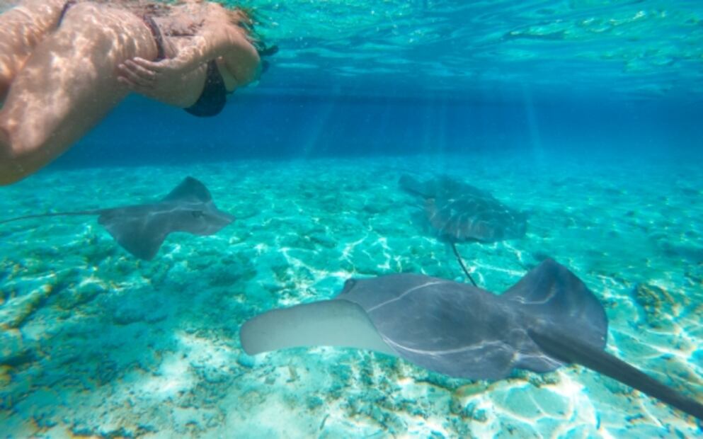Belice: lo que debes saber para nadar en la Barrera Arrecifal Mesoamericana