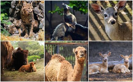 Nacen 219 crías en zoológicos del DF en este año