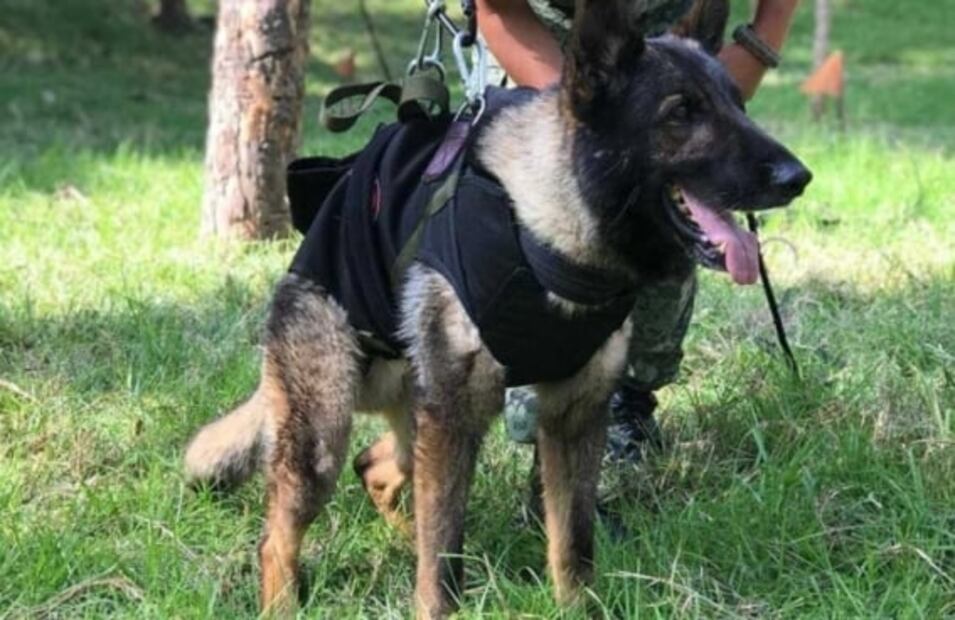 ¿De qué murieron Frida y Athos, perros rescatistas mexicanos?