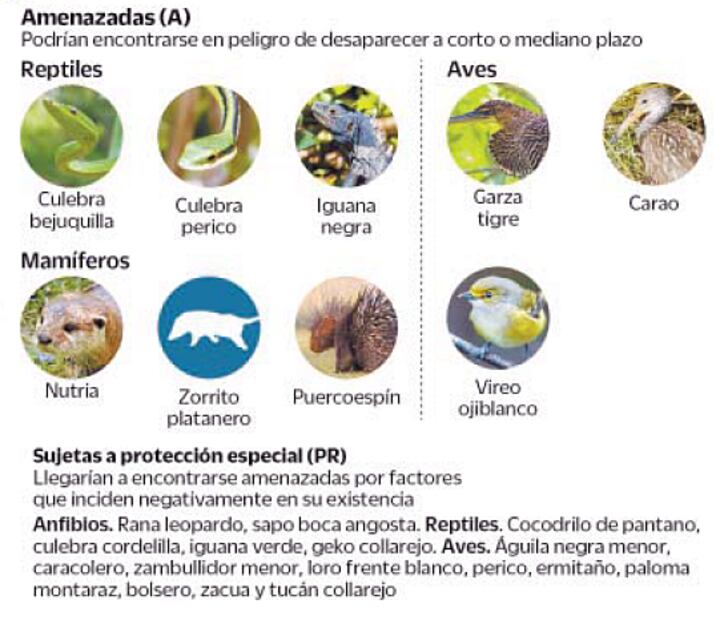 ¿Cuáles son las especies en peligro por Dos Bocas?