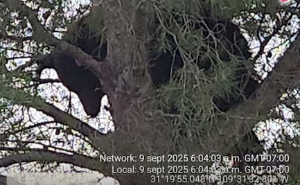 Profepa rescata a osa atrapada en un pino en Sonora; permaneció más de 36 horas arriba