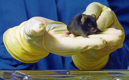 Salud compra 587 animales para sus laboratorios; va desde conejos, ratones y pavos