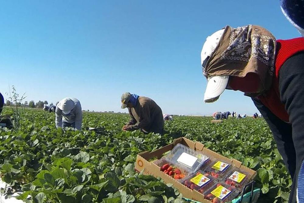 En el acuerdo sólo incluyeron a 18 mil jornaleros y no a los 30 mil que ellos tienen registrados como trabajadores en Baja California, denuncian (ARCHIVO EL UNIVERSAL)