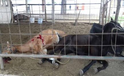 Matan caballos purasangre en rancho ligado a Tomás Yarrington