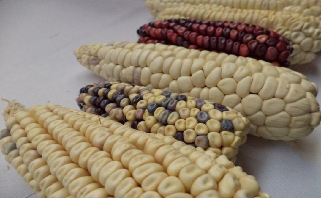 Foto: Archivo EL UNIVERSAL