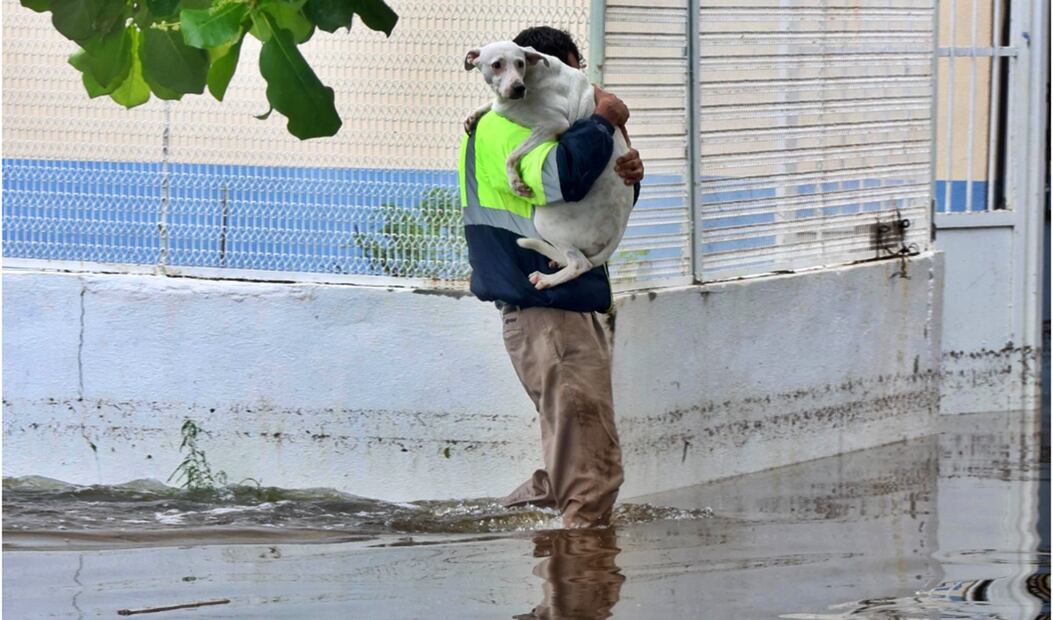 Algunos animales quedaron atrapados en deslaves e inundaciones derivadas de las torrenciales lluvias de la semana pasada, y otros fueron rescatados por sus dueños o autoridades. Foto: Valente Rosas/EL UNIVERSAL