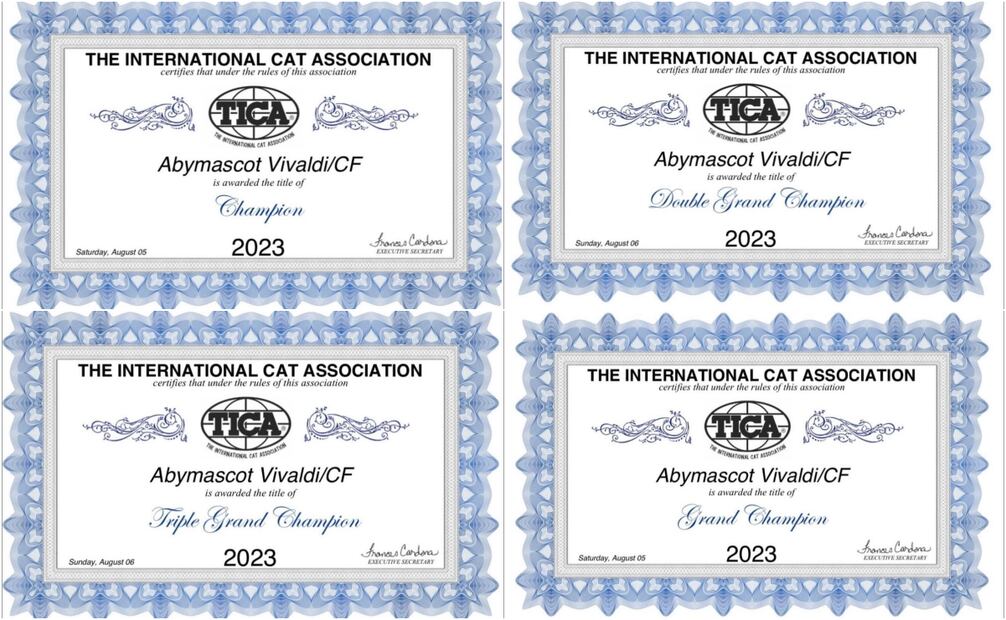 Luis Fernando Peña y su esposa Aly Noris solicitan información sobre su gatito perdido. 
Premios del gatito "Vivaldi"
Fotos: Especial