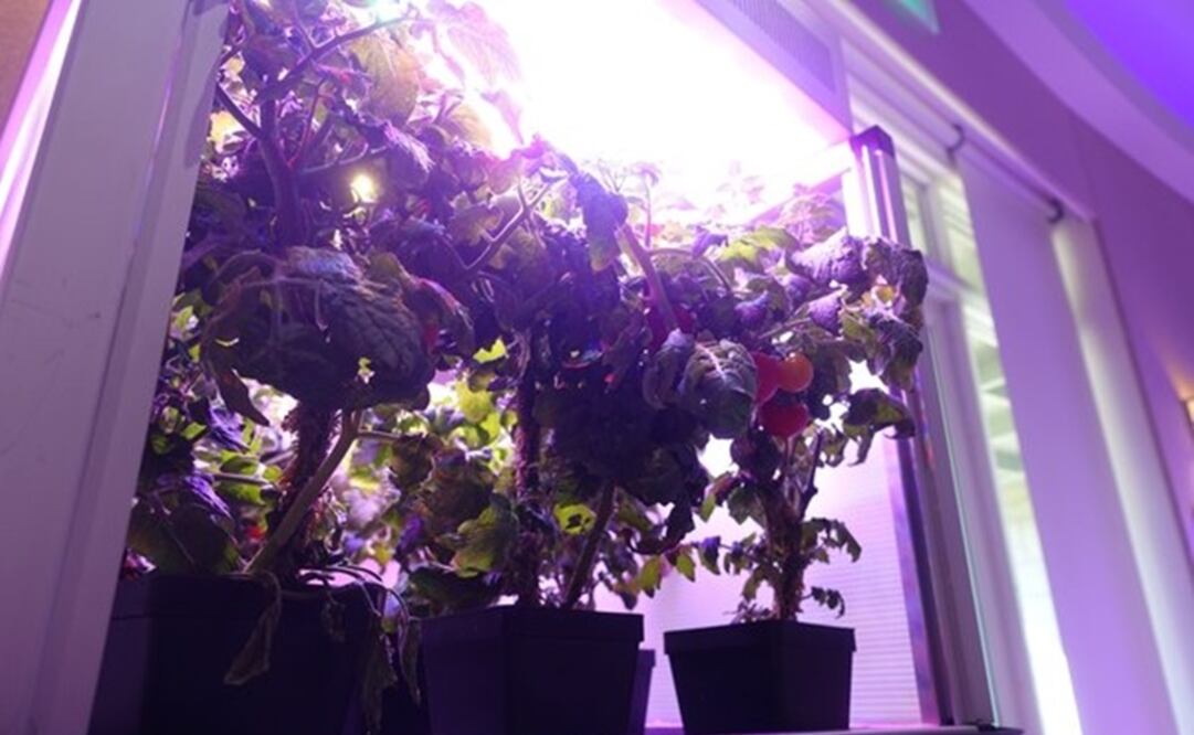Estos tomates crecen en una caja con luz led, similar a la que utilizan los astronautas para cultivar lechugas en la Estación Espacial Internacional. (FOTO: AFP)