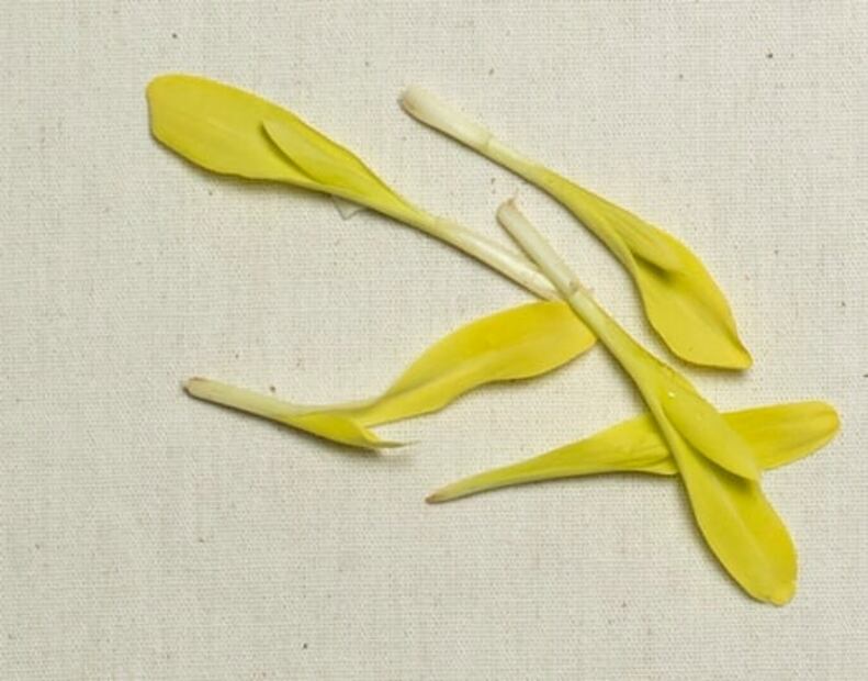 A esto saben las flores y los brotes cuando cocinas con ellos