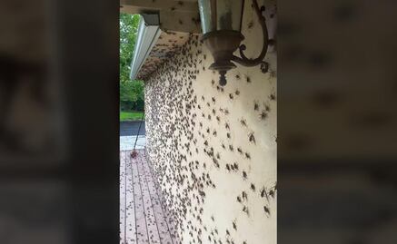 VIDEO: Millones de grillos aterrorizan ciudad en Nevada, EU