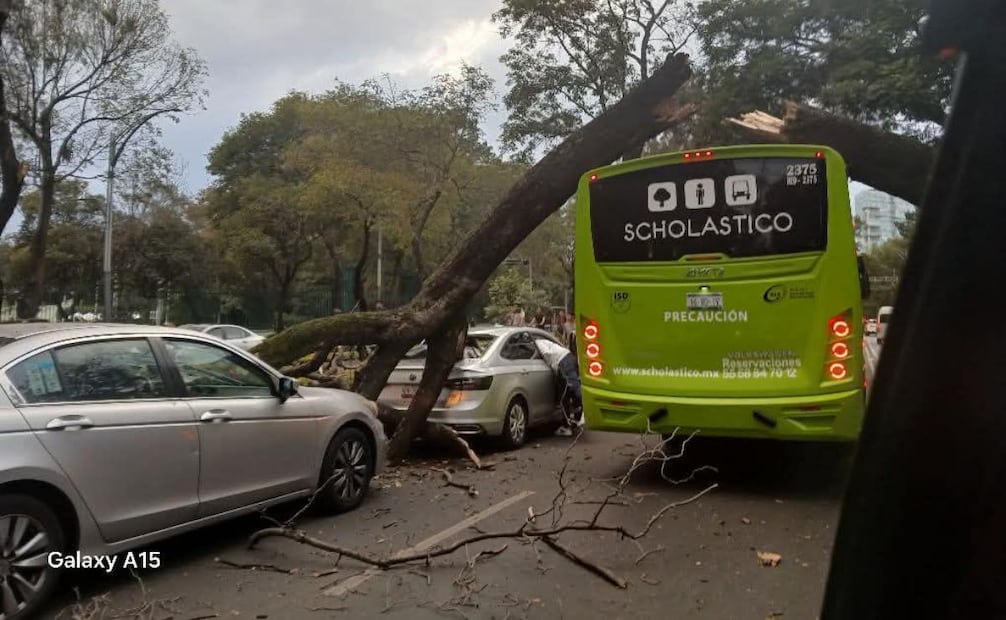 Árbol de gran tamaño cae sobre Paseo de la Reforma en la alcaldía Miguel Hidalgo.
Foto: Especial.