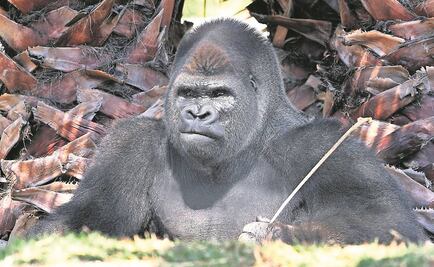 Semarnat descarta investigar muerte de animales en Chapultepec