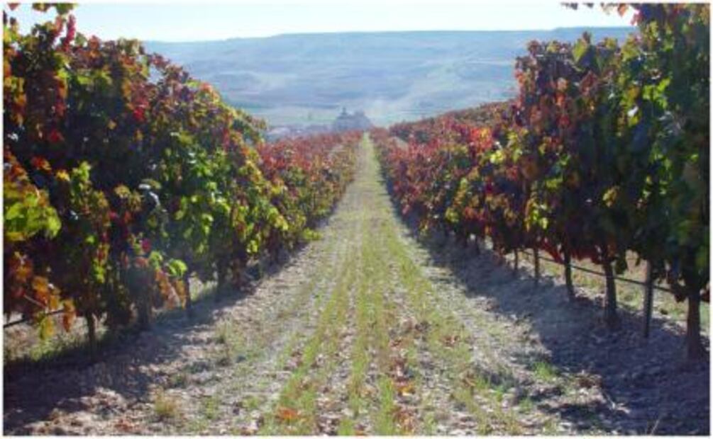 Protos: la ruta hacia los grandes vinos
