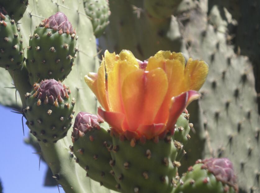 4 Mexican flowers you should include in your diet