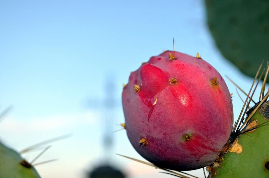 Esta bebida se obtiene tras hervir y reposar el jugo de tuna durante días. Foto: Pixabay / WebLab24_Siti_Web