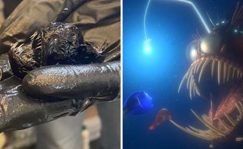 Un pez temido en la animación, pero de dimensiones mucho menores en la realidad.
Foto: Captura de panttalla en X