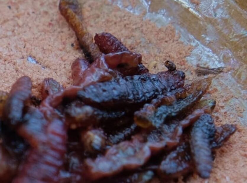 Prepara salsas y antojitos con insectos 
