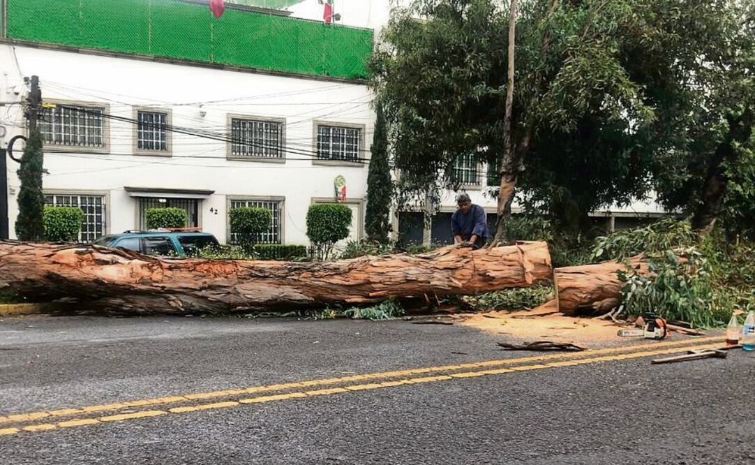 El árbol cayó en las inmediaciones de Hacienda de la Encarnación, en Echegaray. No se registraron personas lesionadas. Foto: Especial