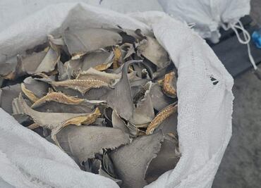Marina asegura dos mil 433 kilos de aleta de tiburón en Baja California; estaban en 135 costales