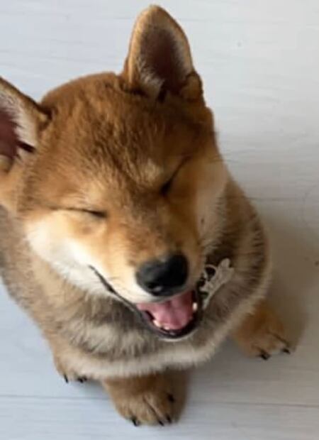 Dueños de Maple dudan que cenizas sean de su perrito; denuncian caso en Fiscalía