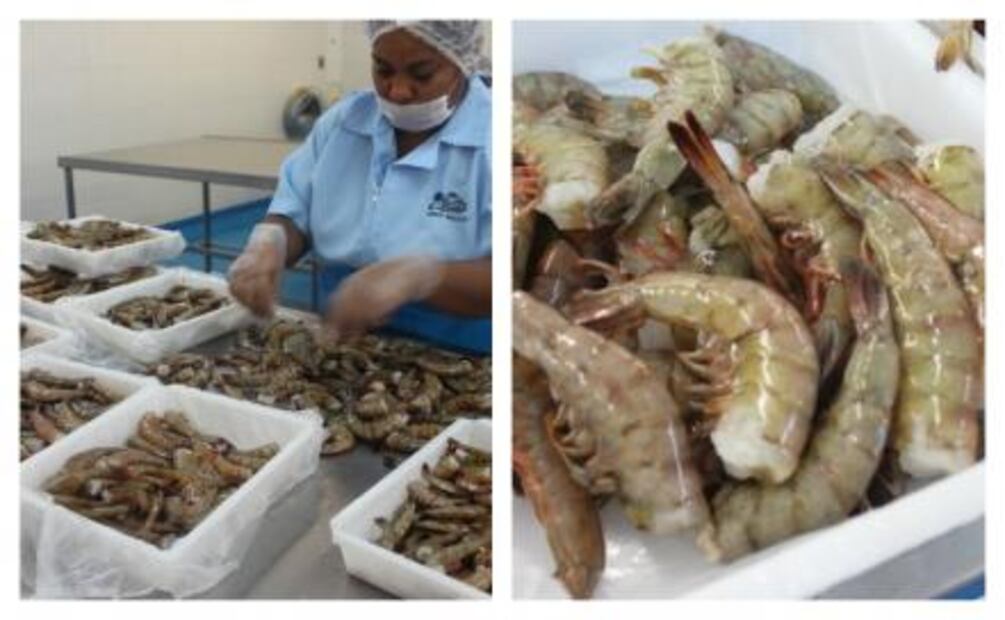 Los mejores aguachiles están en Mazatlán