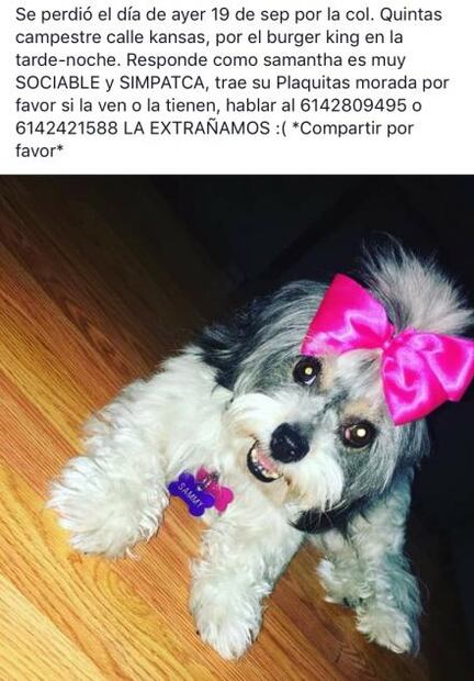"Quiero 3 mil pesos por dejar libre a tu perrita"