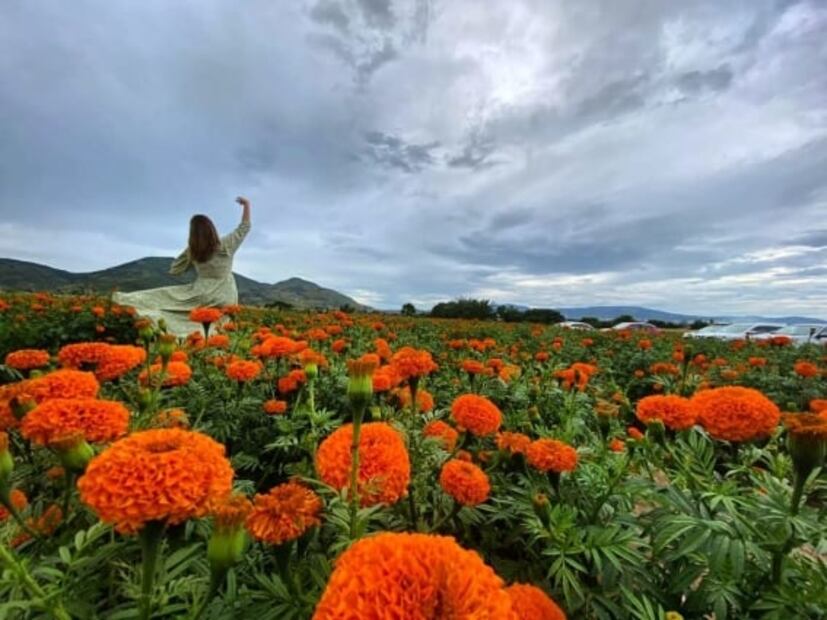 Dónde visitar campos de flores de cempasúchil para tomarse fotos
