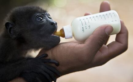 Mexico's new oil refinery threatens 4,000 animals