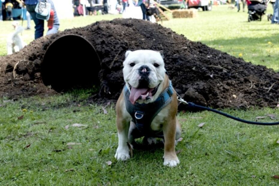 Consiente a tu perro en el Día Canino en Xochitla